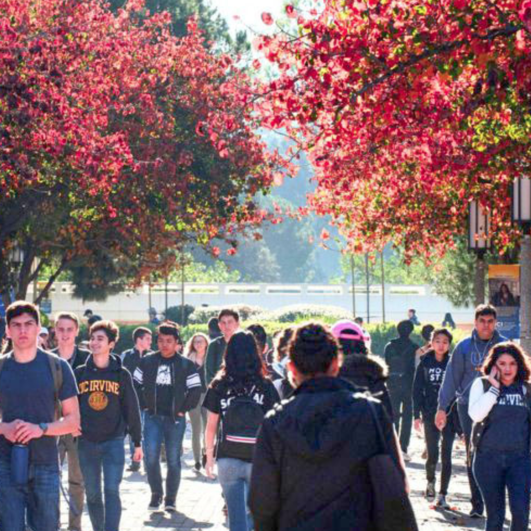 UC Irvine students walking under overarching trees