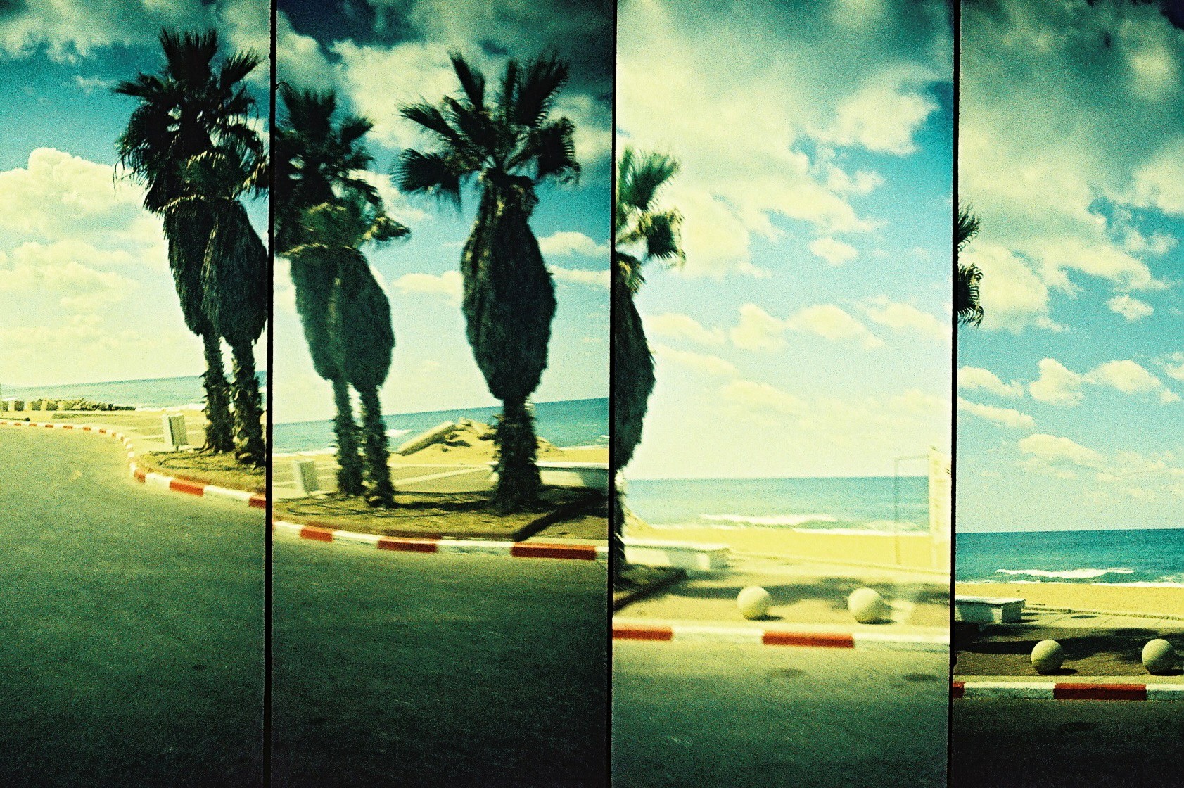 Palm trees