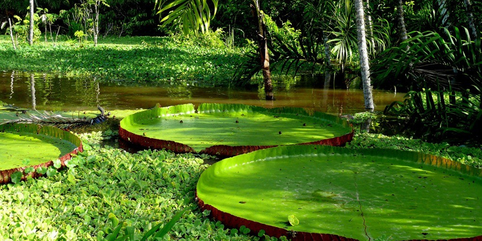 Decorative image of lily pads in a tropical forest