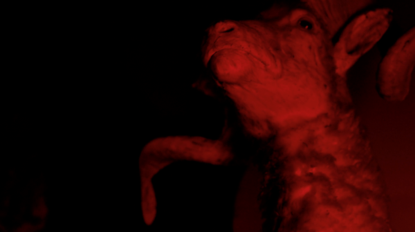 A ram, from The Mutable Archive