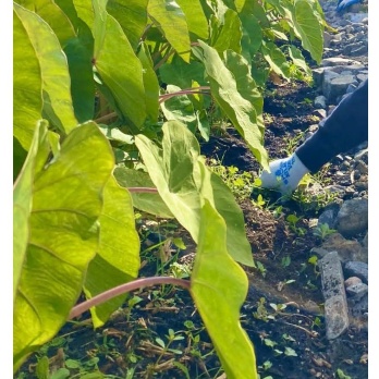 Image of Taro Plants